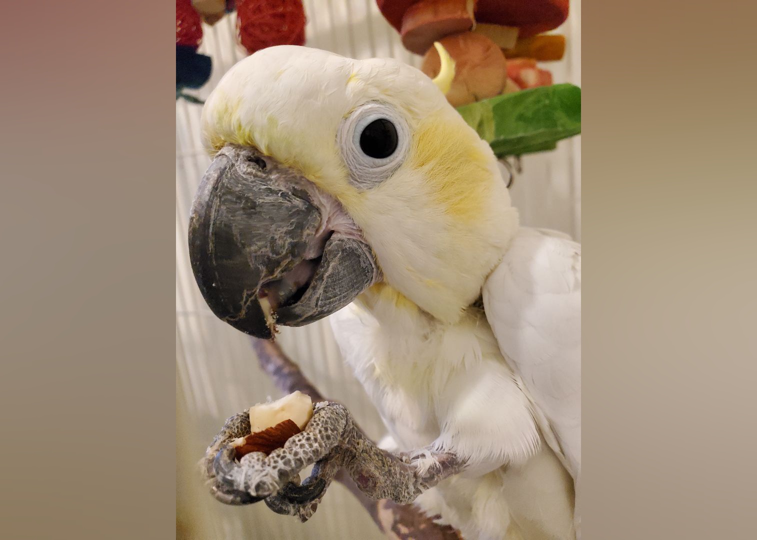 Exotic Pets Available For Adoption In Providence Stacker