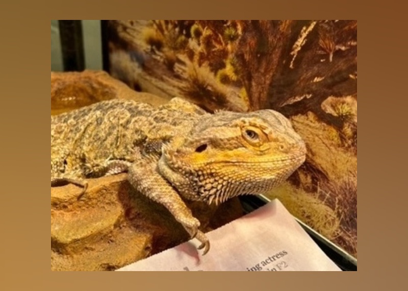 Exotic Pets Available For Adoption In Salinas Stacker