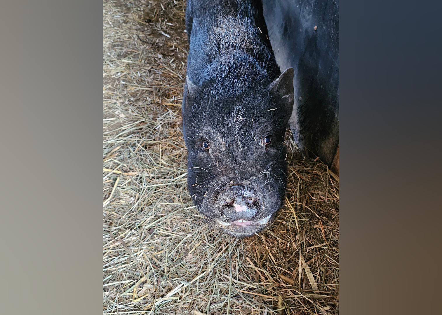 Exotic Pets Available For Adoption In Owensboro Stacker