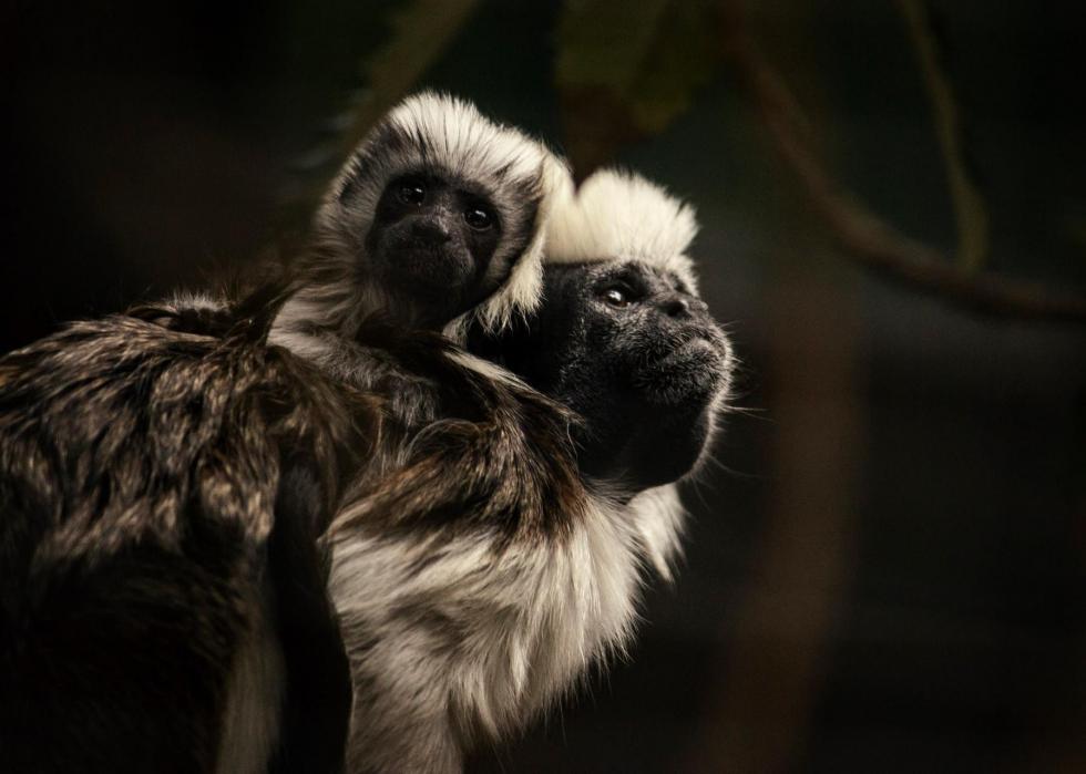 50 images de la parentalité dans le règne animal 