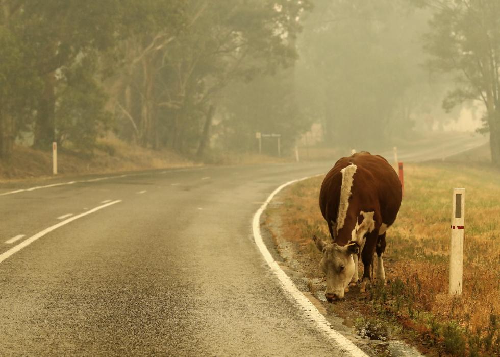 Les incendies en Australie ont déjà tué 1 milliard d animaux - déballant la tragédie à travers les statistiques 