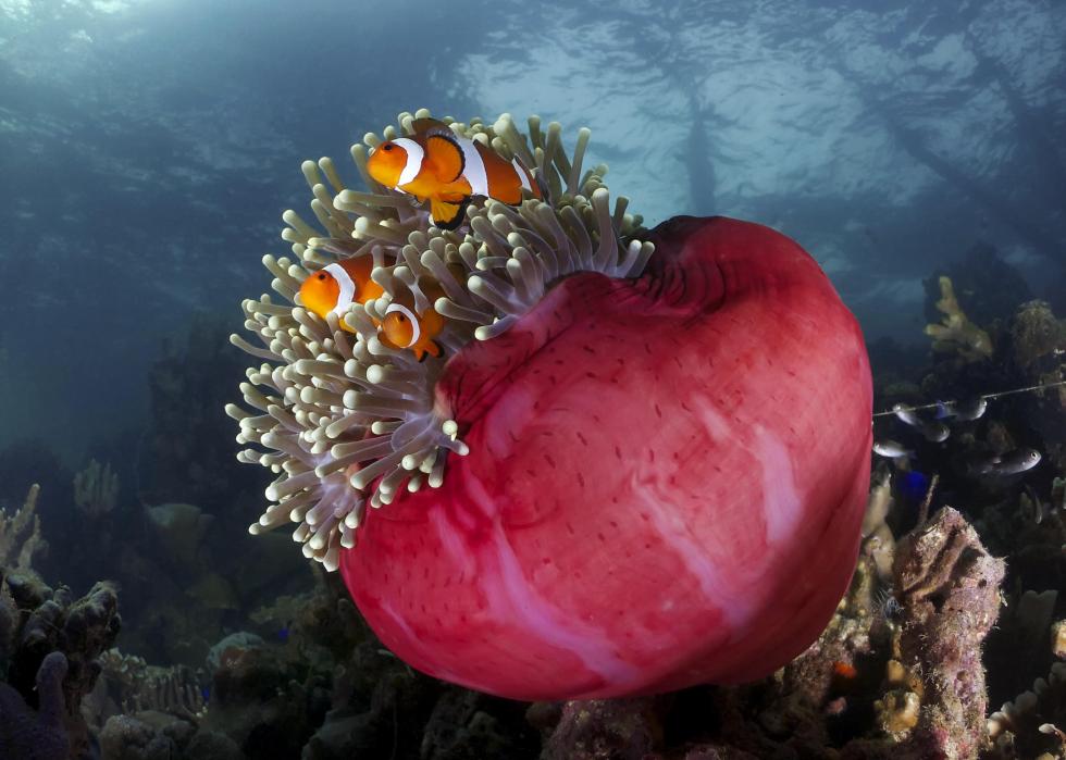 Des paresseux aux poissons-clowns :20 exemples de travail d équipe à travers le règne animal 