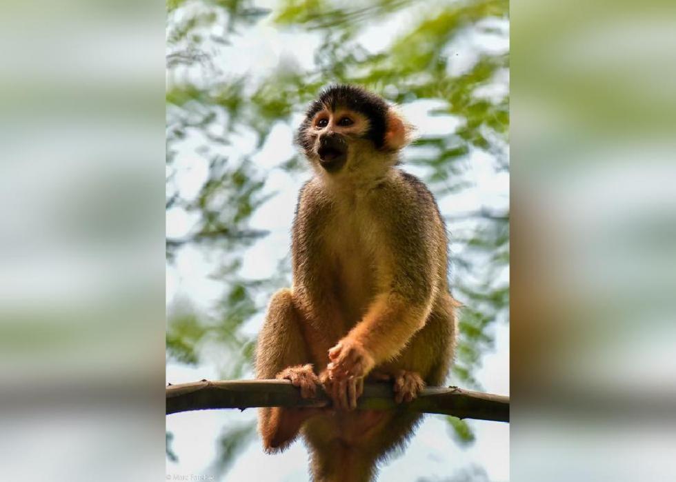 50 espèces menacées qui ne vivent que dans la forêt amazonienne 