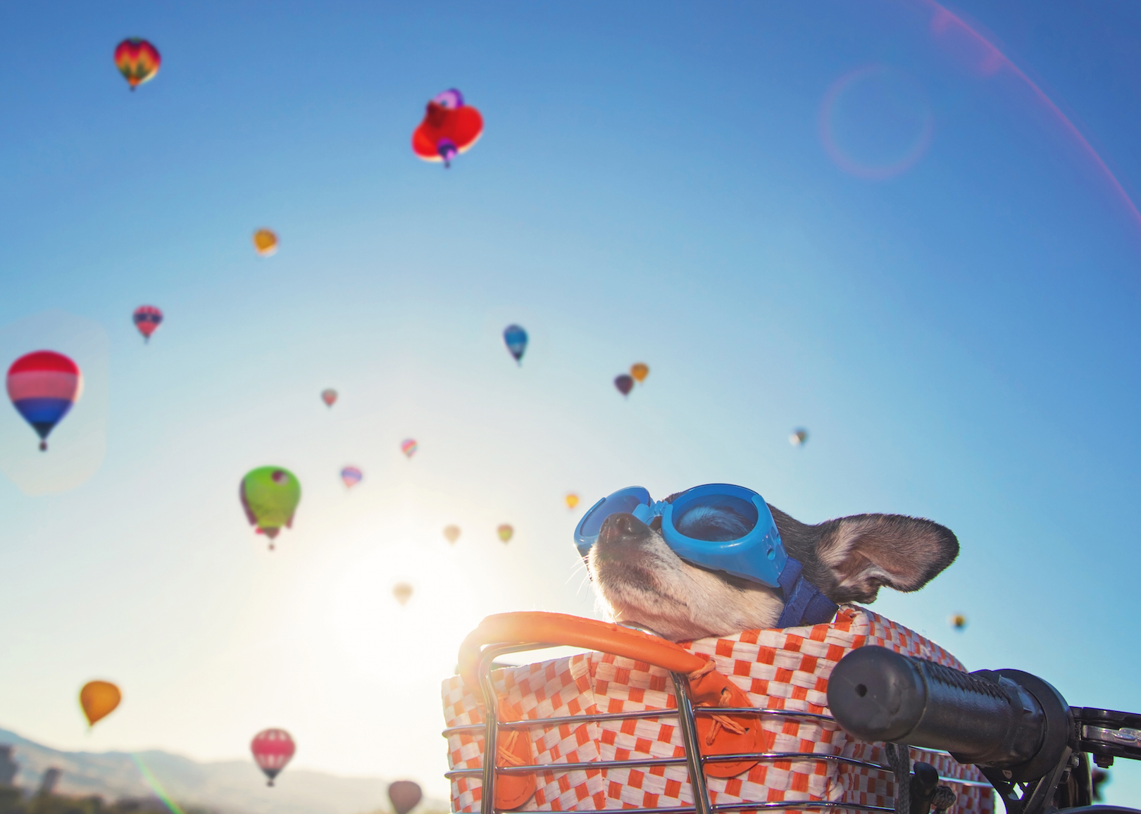 Most Petfriendly Cities in America Stacker