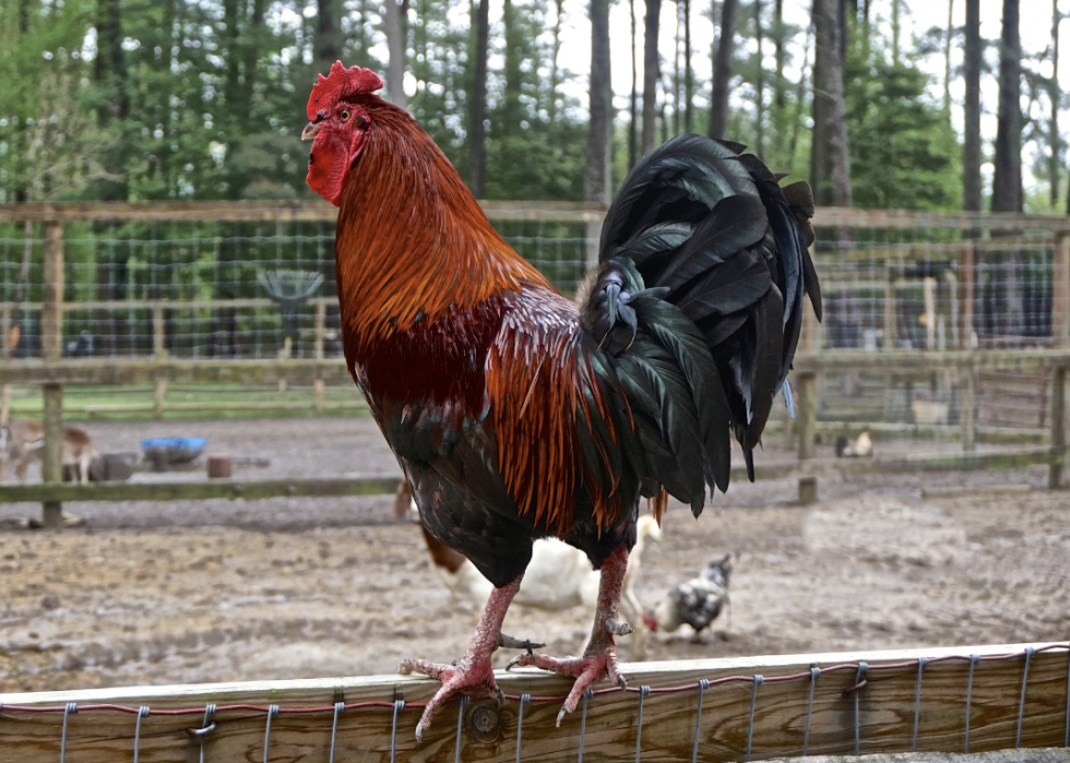 How the Avian Influenza Has Impacted North Carolina Stacker