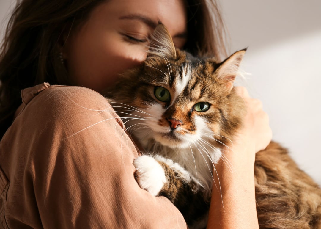 America's Most Popular Cat Breeds