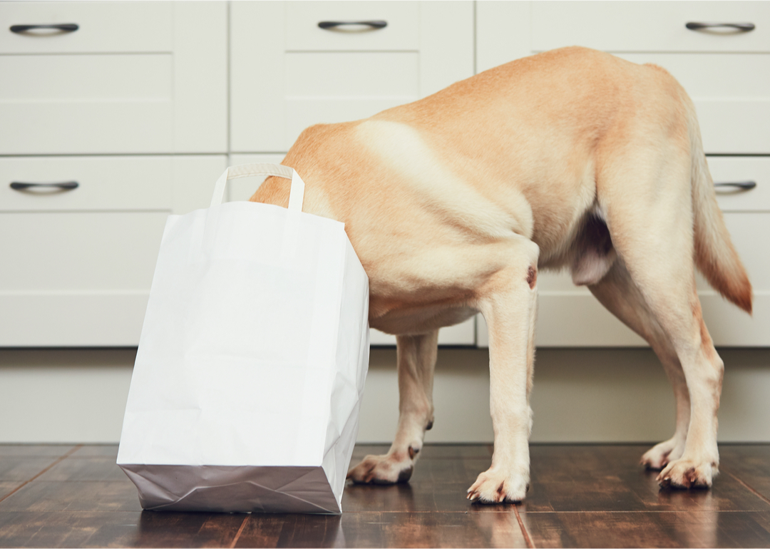 What to Look for When Buying Dog Food Nom Nom