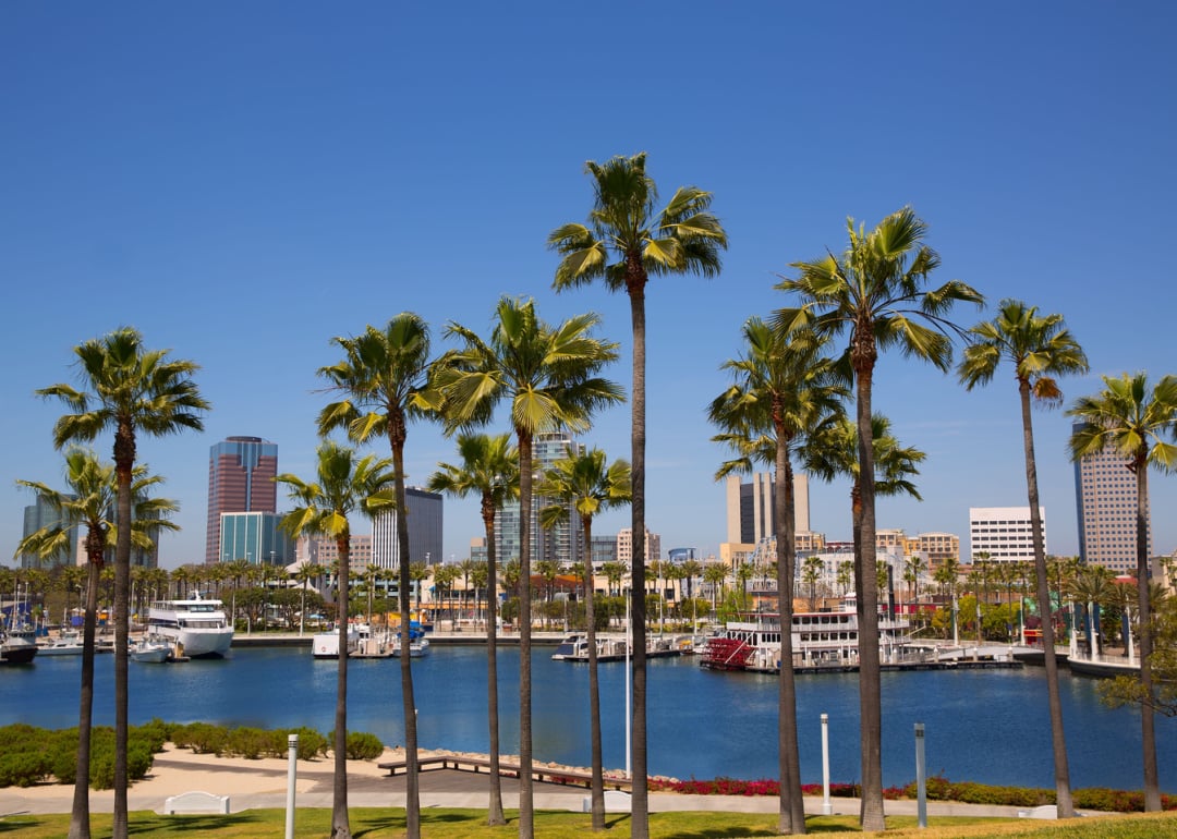 Long Beach skyline with palm trees from marina port.