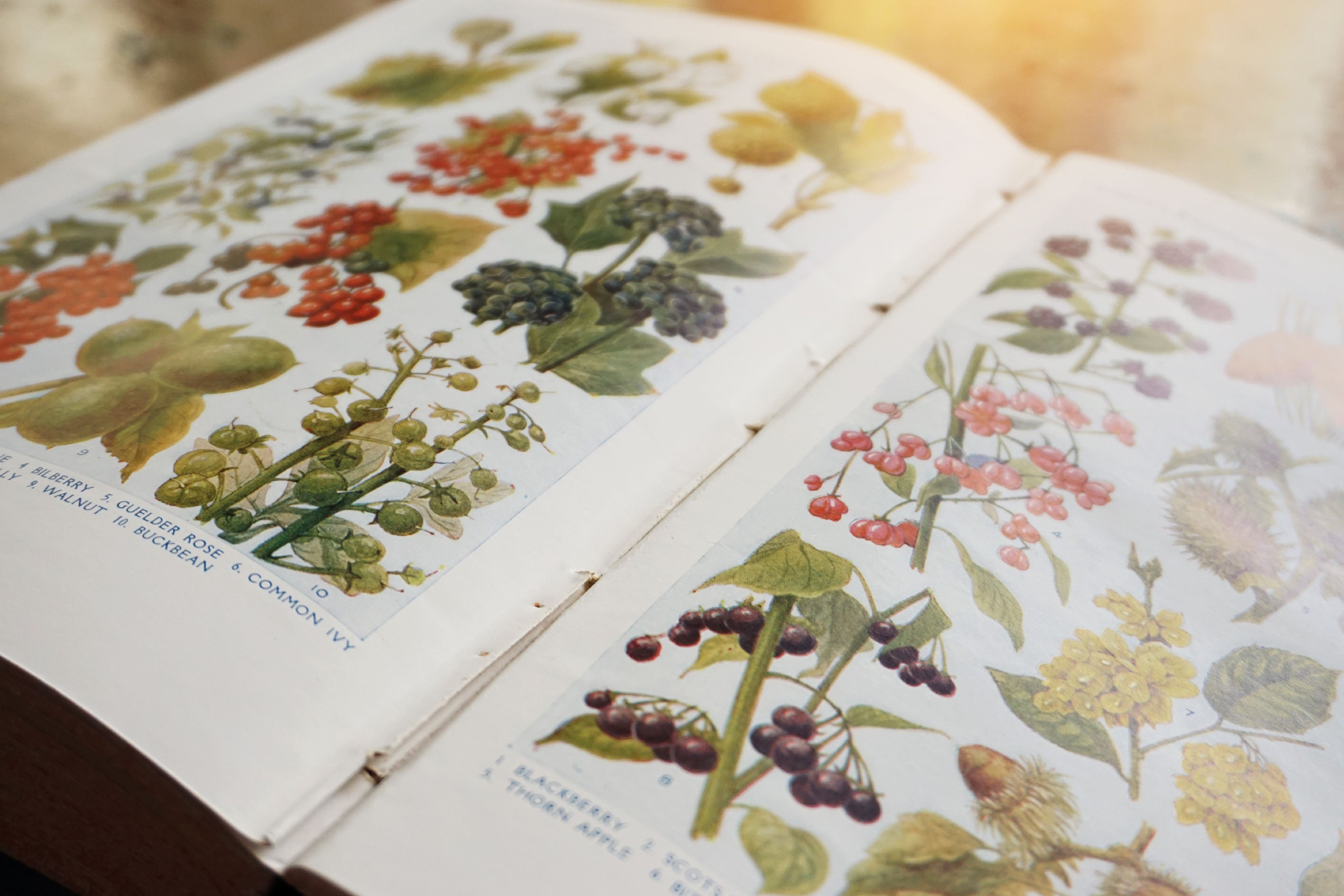 American Plants That Have Gone Extinct Stacker