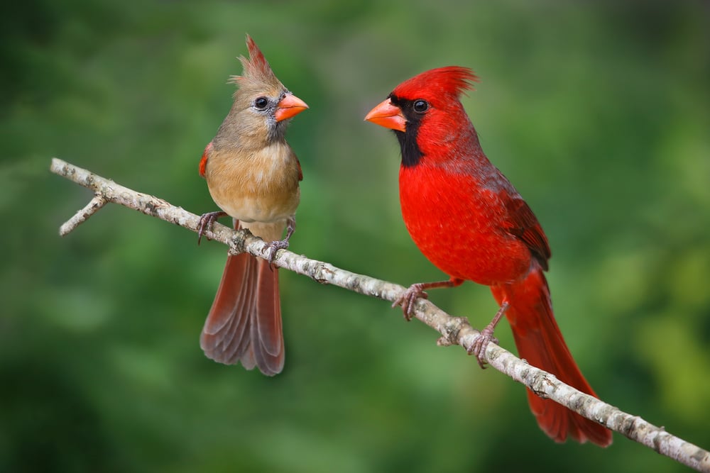 Do You Know Your State Bird? | Stacker