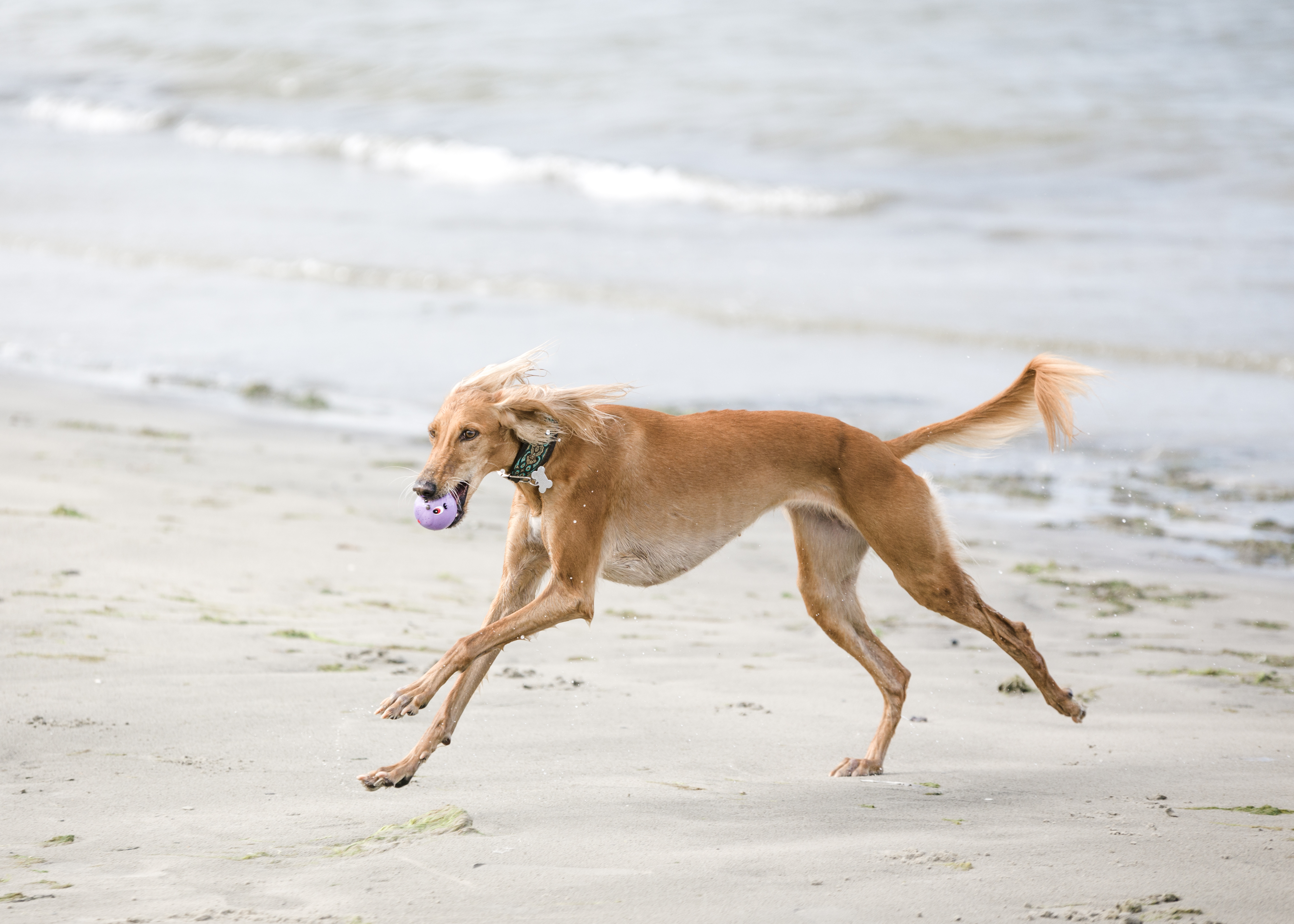 Fastest Dogs In The World Stacker