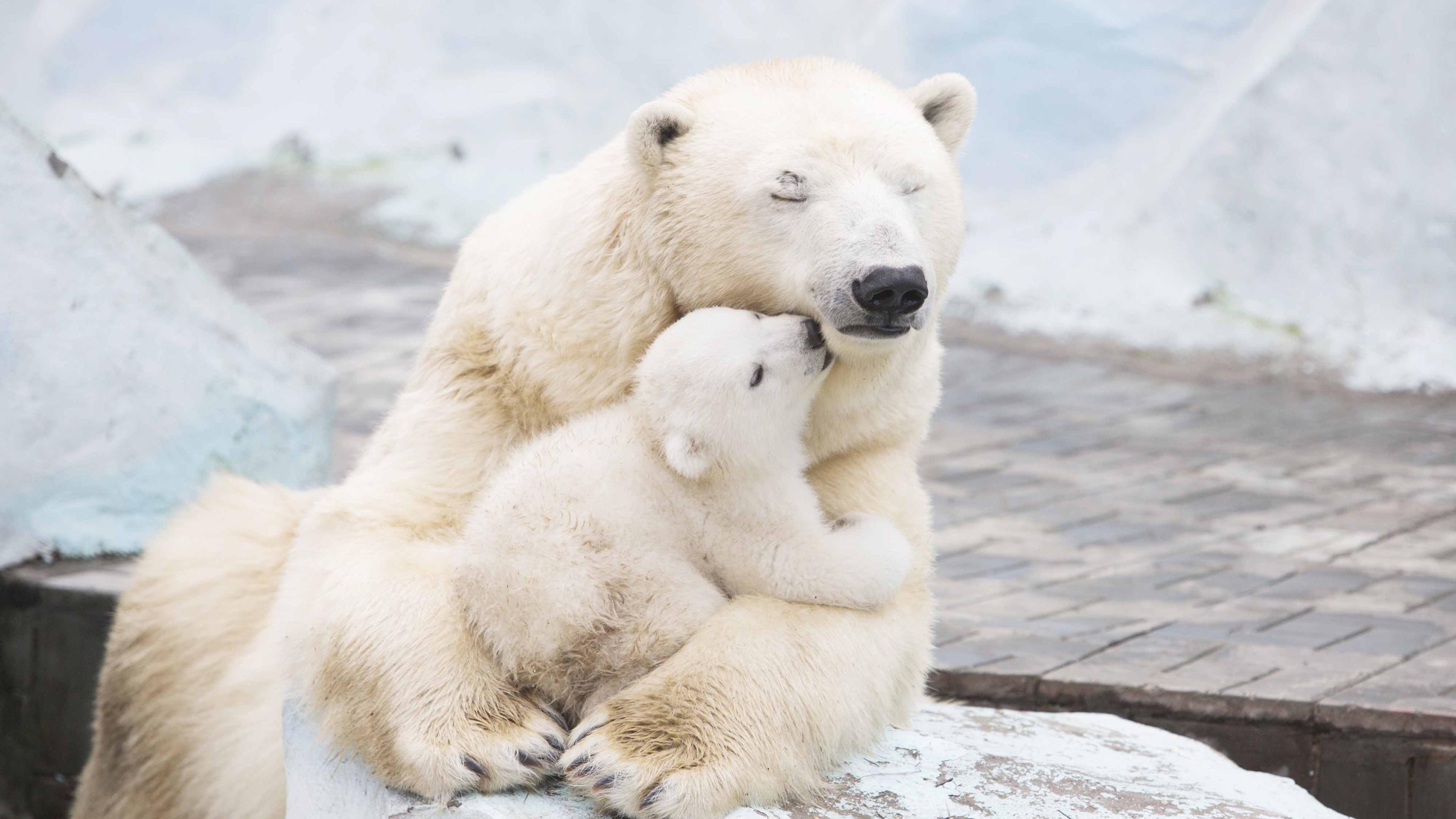 Climate Change Affects Annual Polar Bear Migration