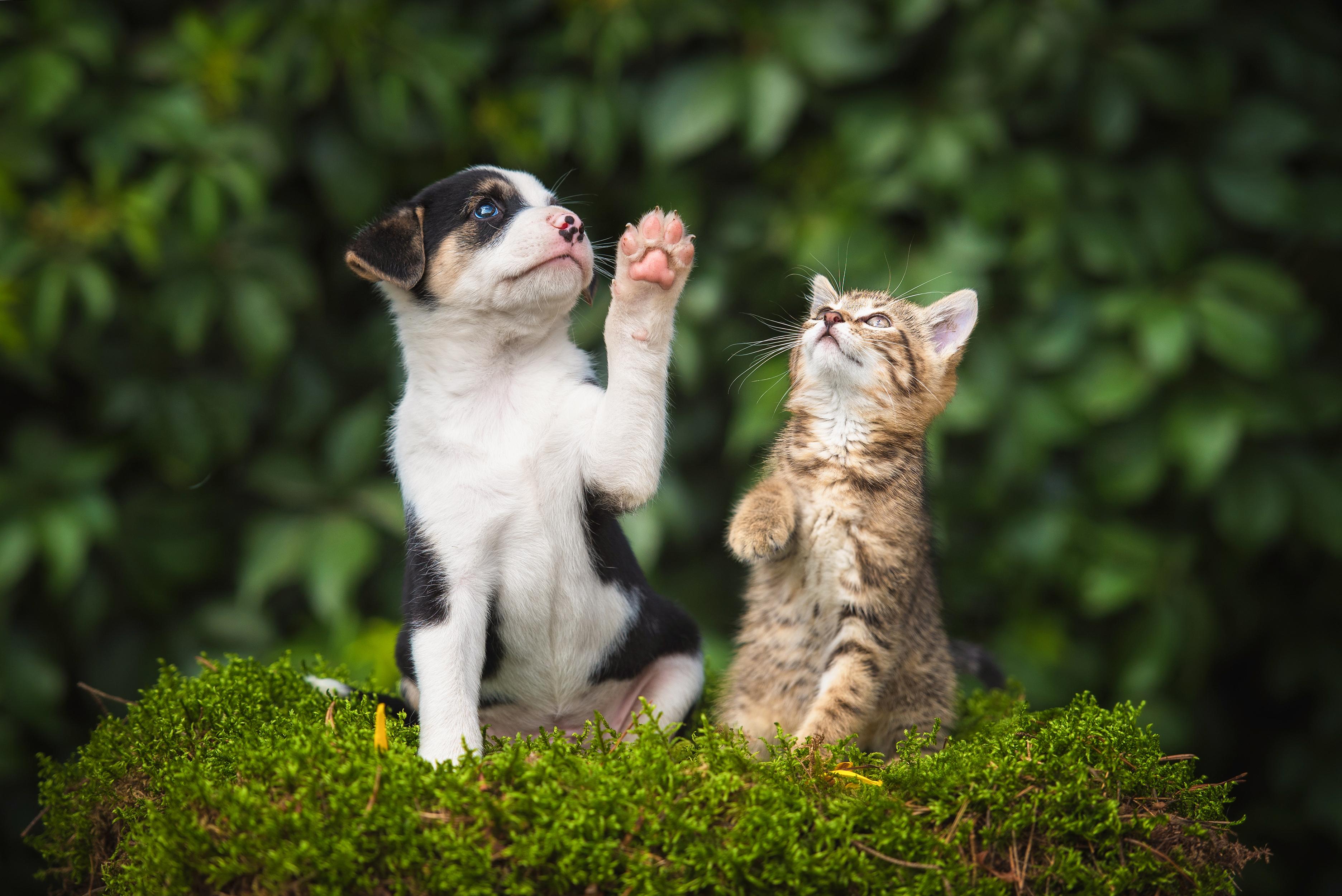 Dog and cat playing. Кошки и собаки. Животные друзья. Счастливые домашние животные. Кошки с другими животными.