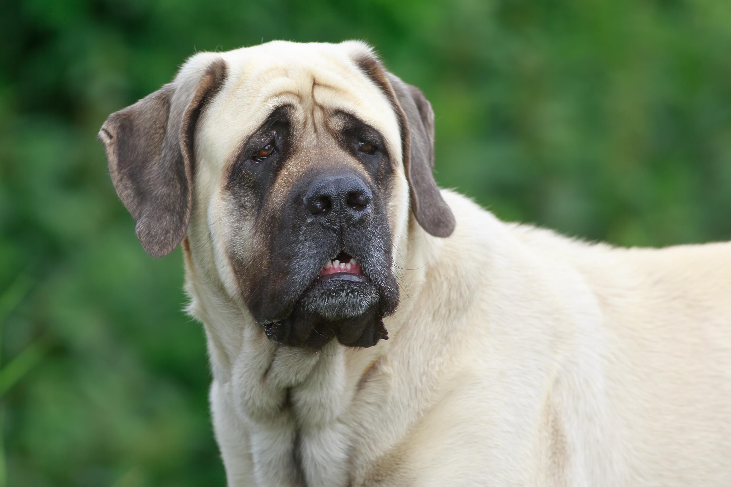 which dog breed lives the shortest