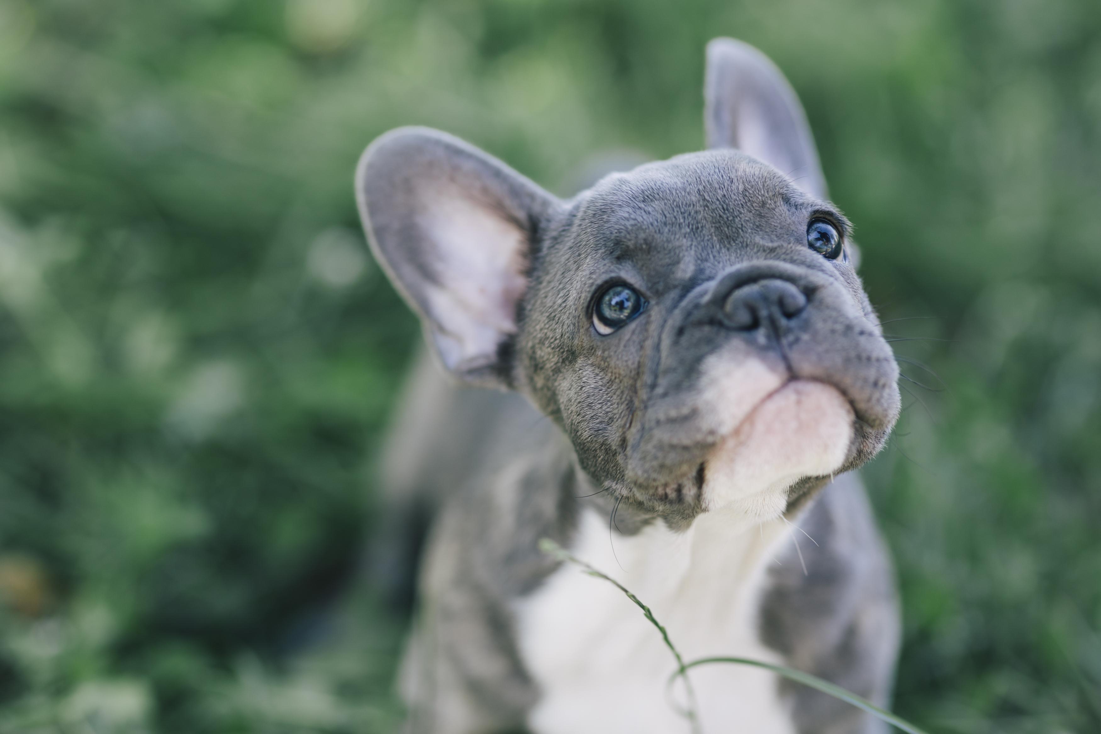 Top Banned Dog Breeds: Origins, Characteristics, and Why Most