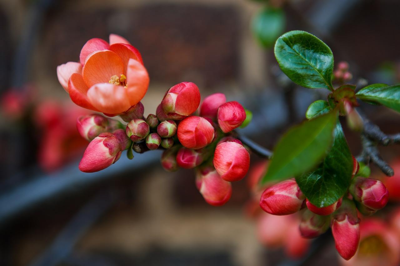 What Flowers In March Nz