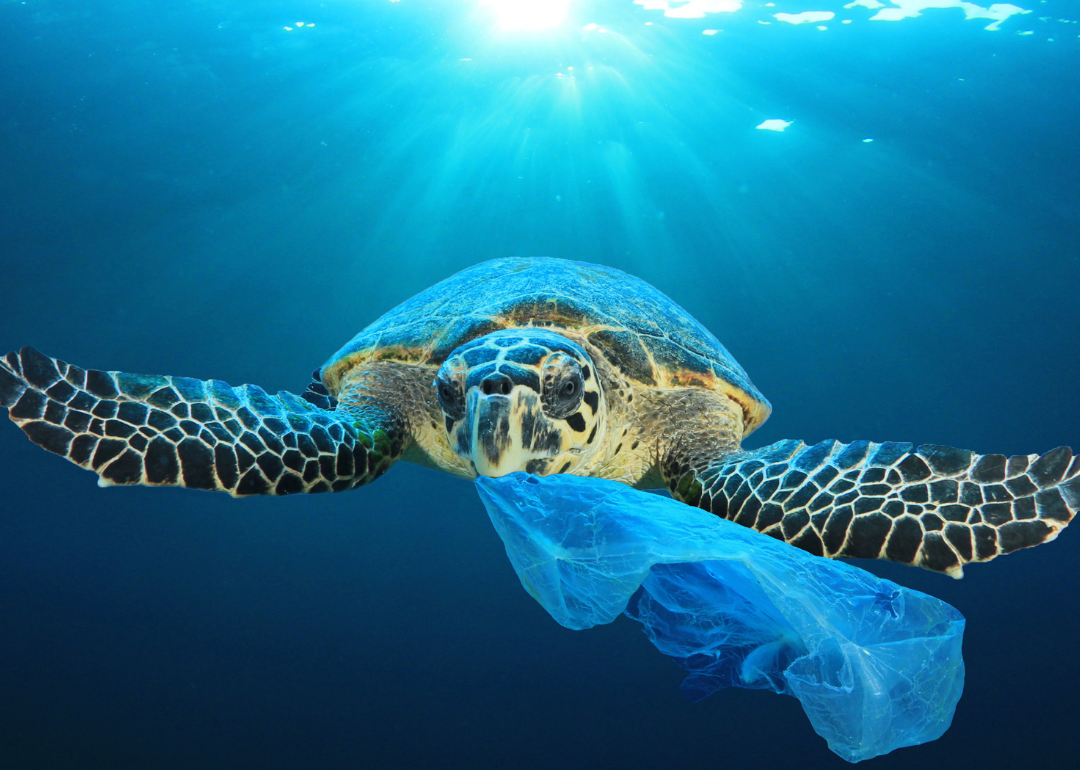 10 Most Common Items Polluting the Ocean