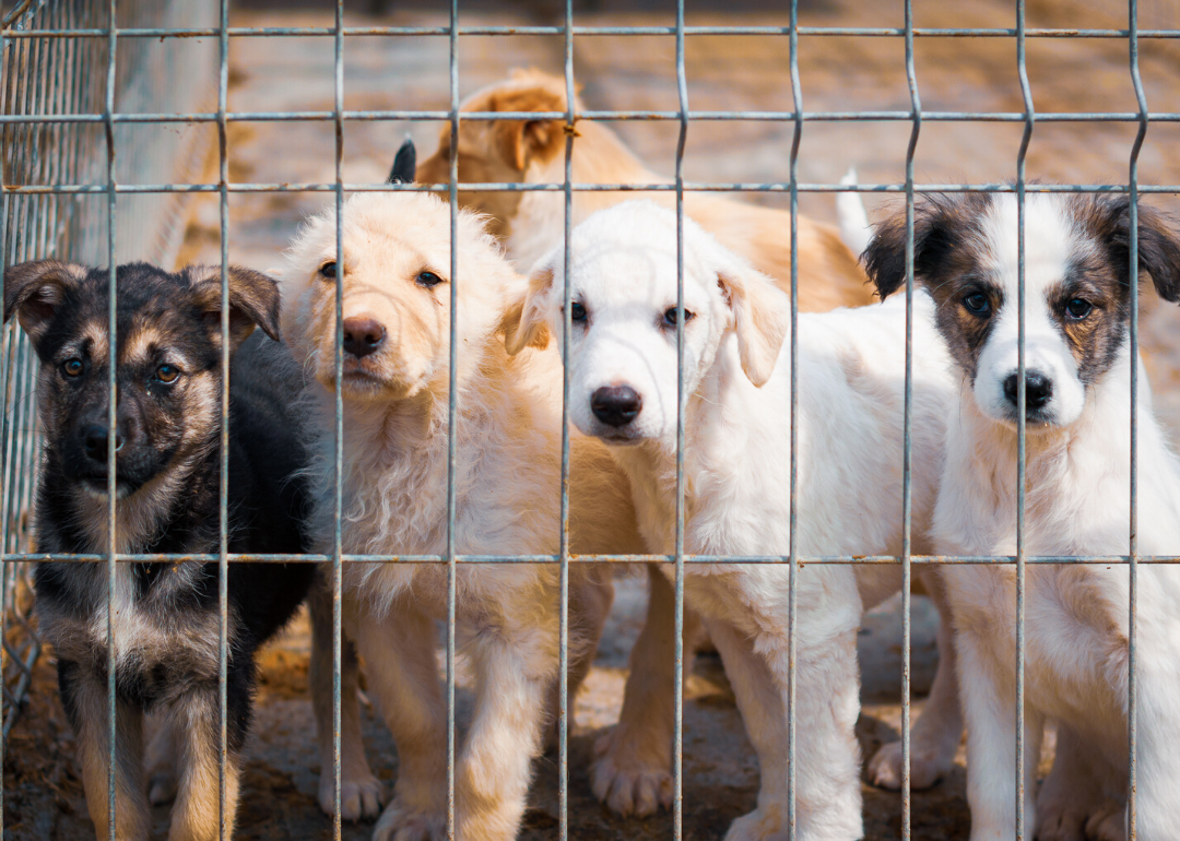 25 Facts About Animal Shelters in America Stacker