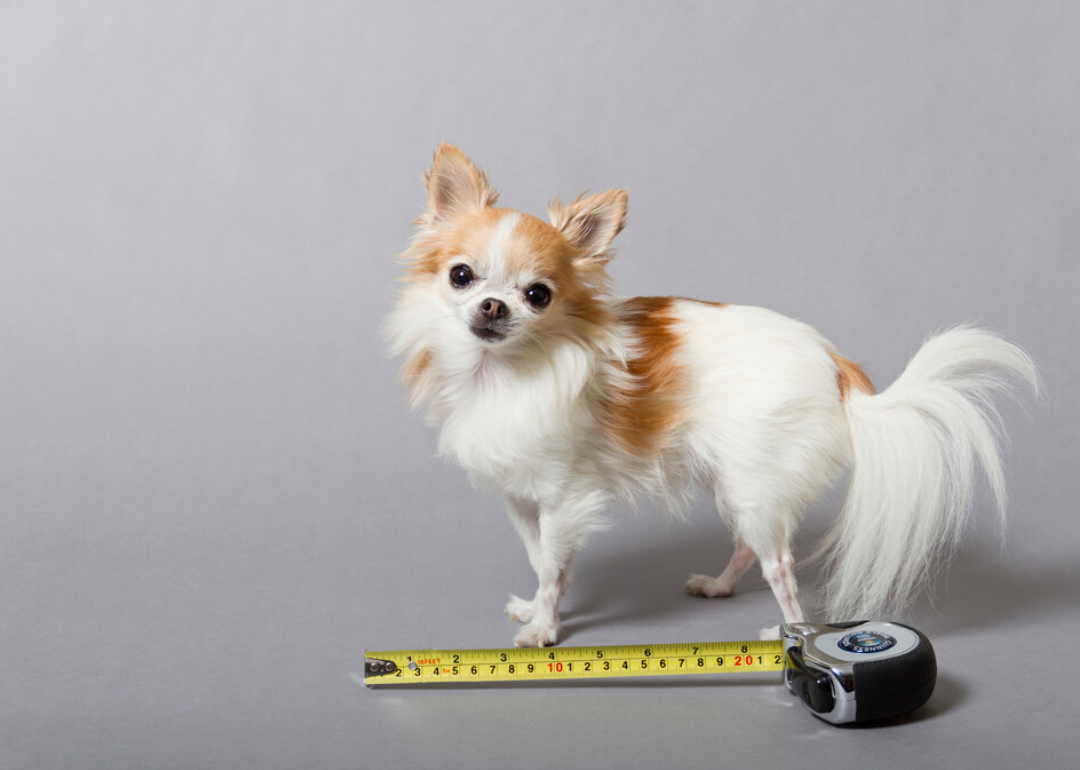 guinness book of world records smallest dog