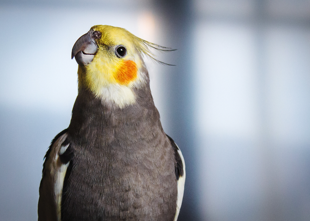 Common Household Pets That live the Longest Stacker