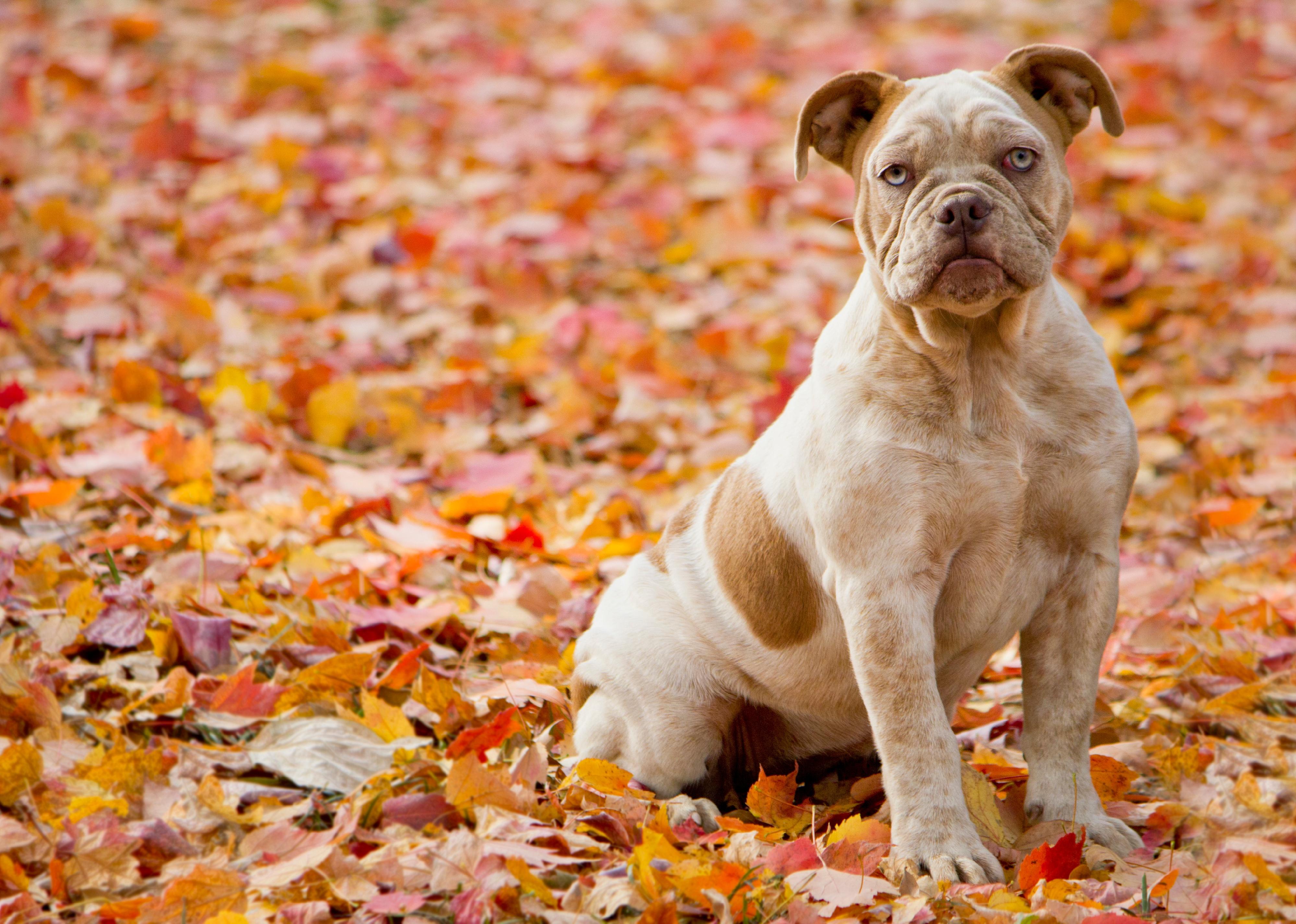 Stories Behind Every Dog Breed That Originated In America Stacker