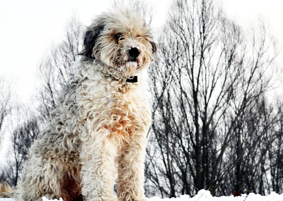 easy to train dogs for first time owners