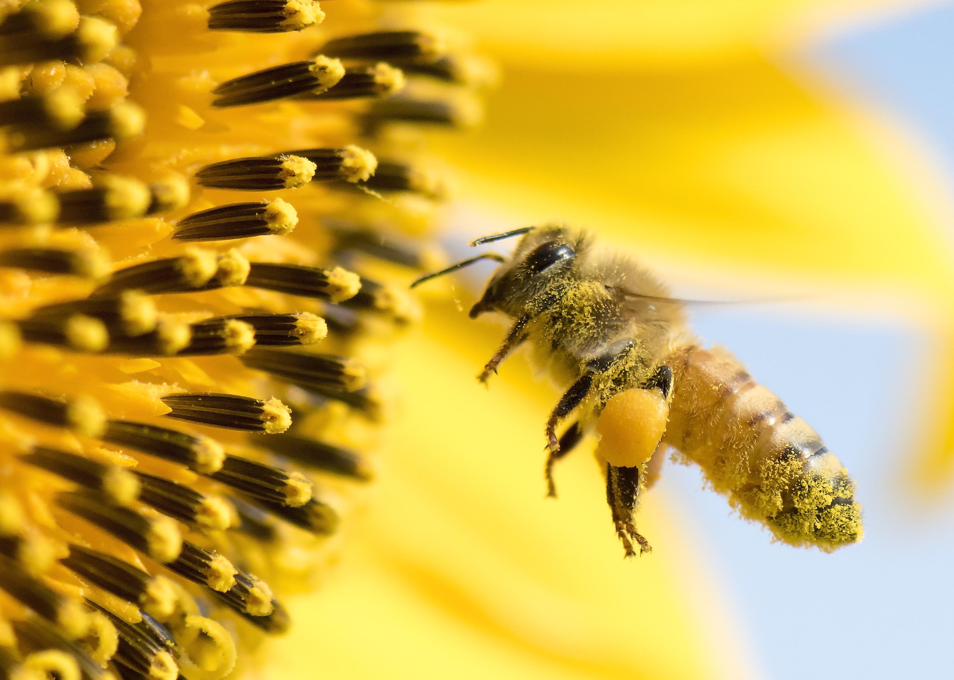 from-honeybees-to-honey-possums-20-facts-about-pollination-stacker