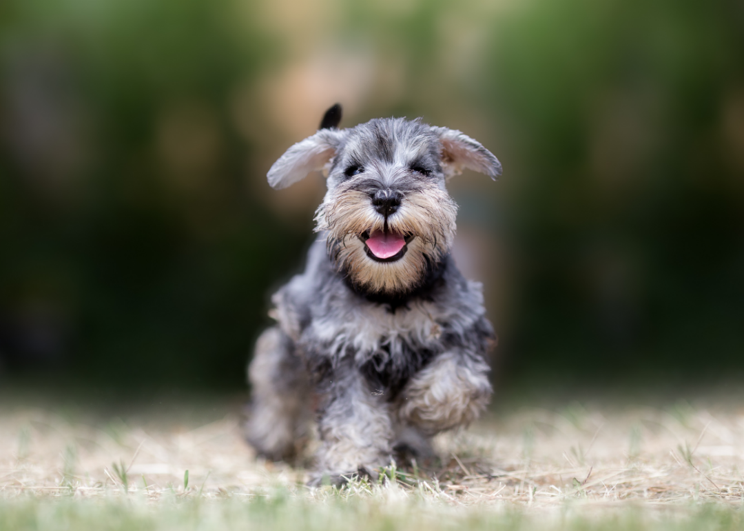 small terrier breeds