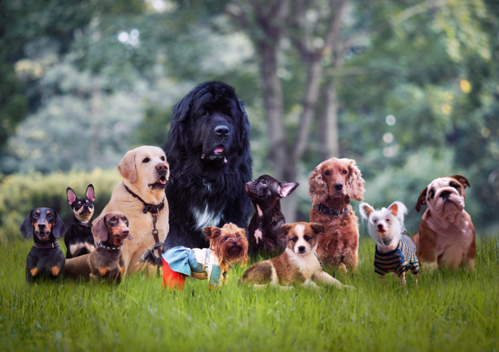 endangered dog breeds 2018