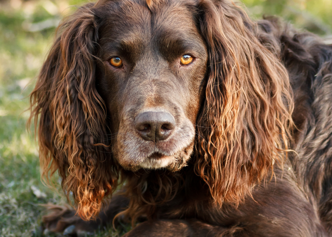 Easy Dog Breeds for First-Time Owners | Stacker