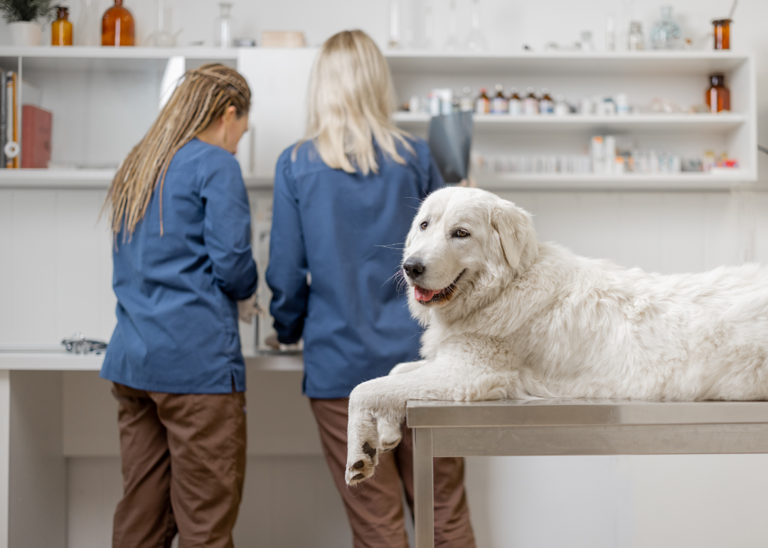 Vet Costs for Dogs in 25 US Cities | Ollie