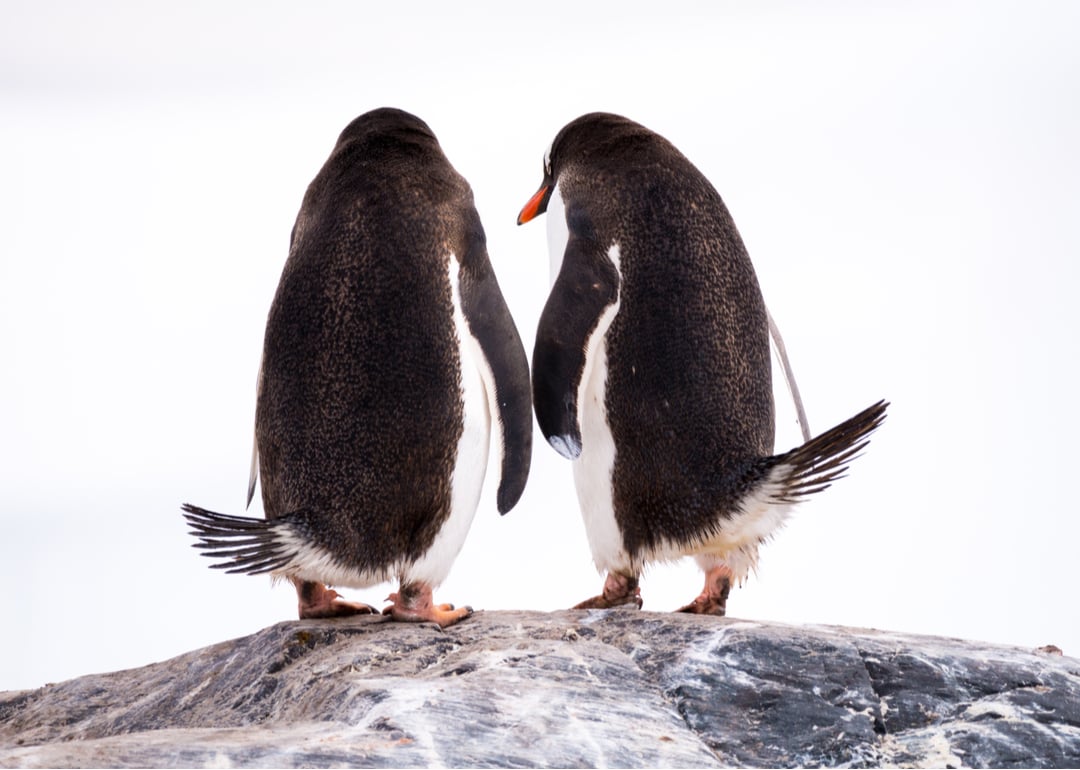 Penguins: 25 Fascinating Facts About These Flightless Friends | Stacker