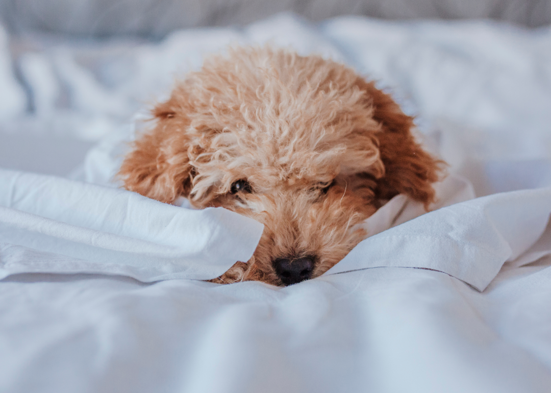 Most Popular Dog Breeds That Don't Shed Stacker