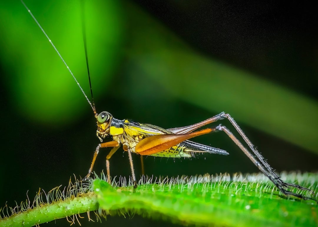 10 Ways Nature and Animals Forecast the Weather | Stacker