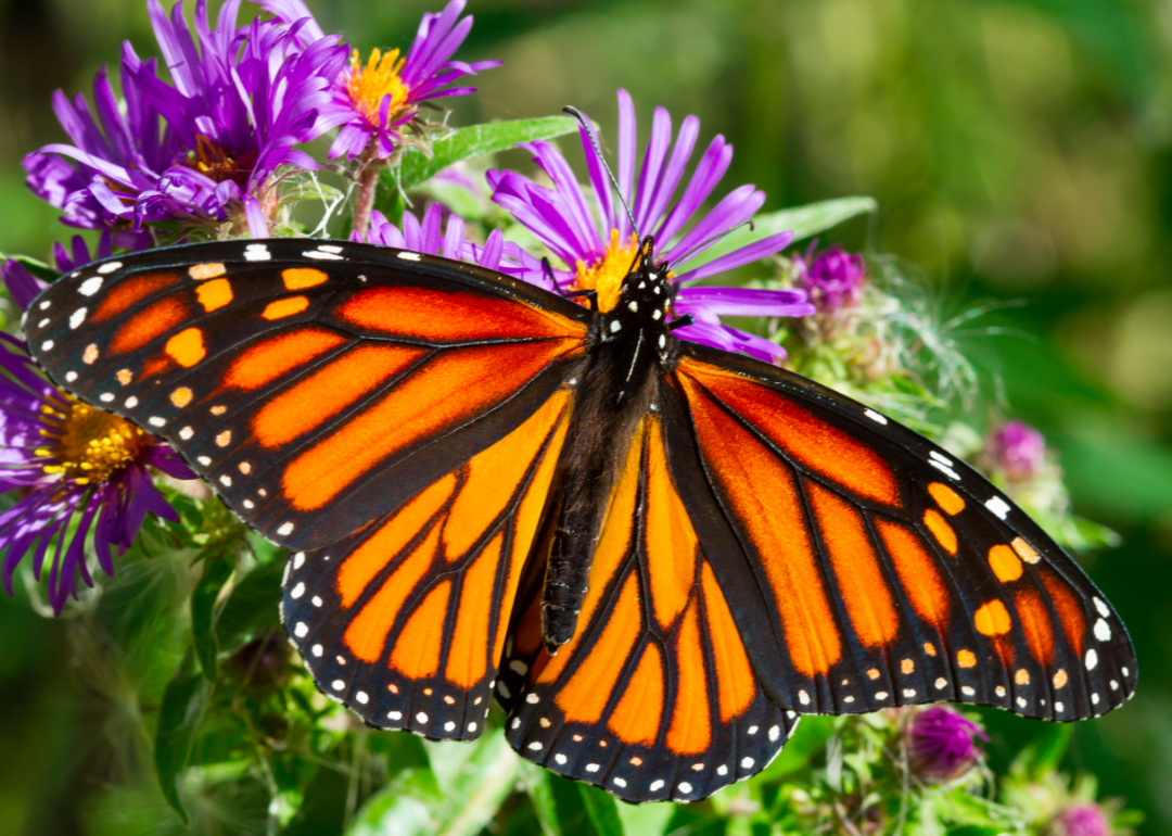 Monarch Butterflies Have Reached Endangered Status. But It's Not