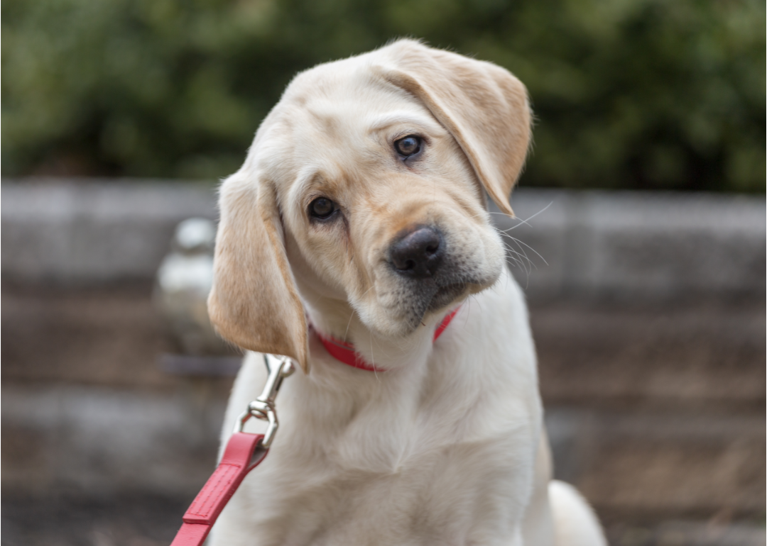 are dogs smarter than toddlers