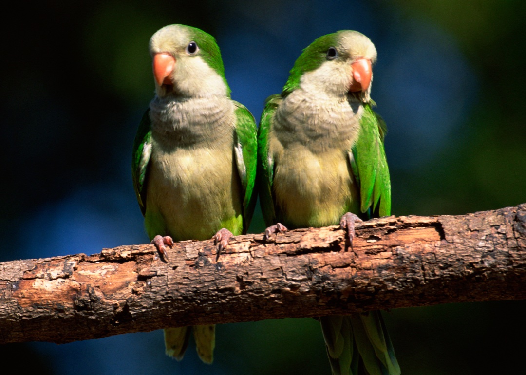 Two monk parakeet sitting on a branch.