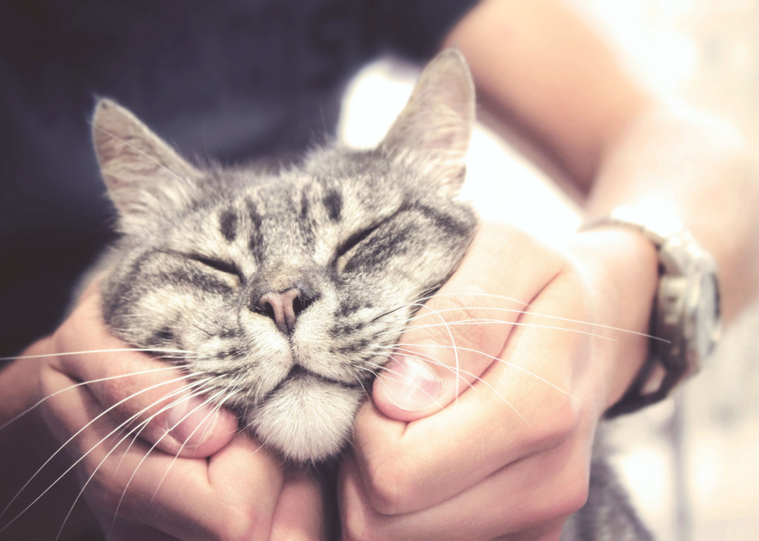 How Expensive is Owning a Cat? ManyPets