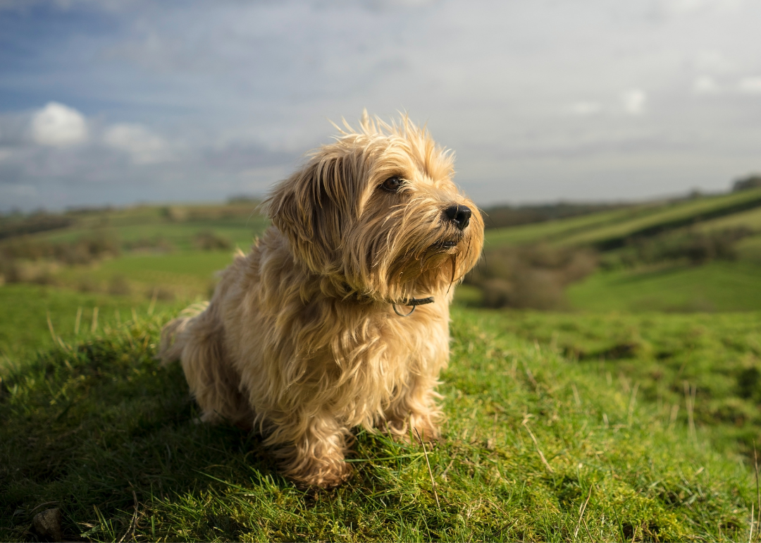 does the norfolk terrier like to swim