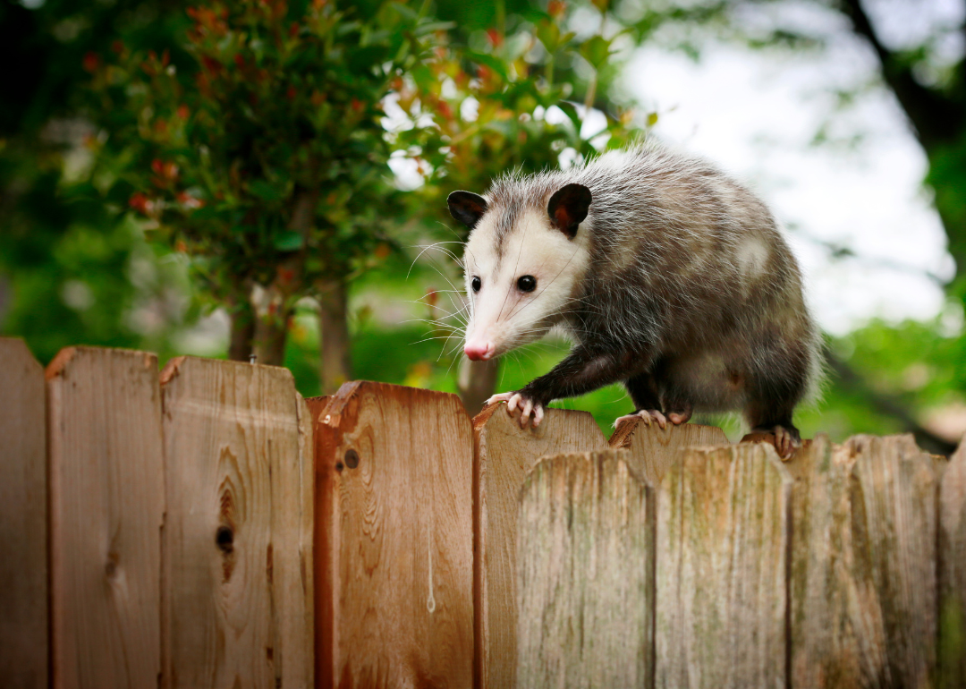 Why Do Giraffes Have Long Necks? Answers to 25 Animal Evolution