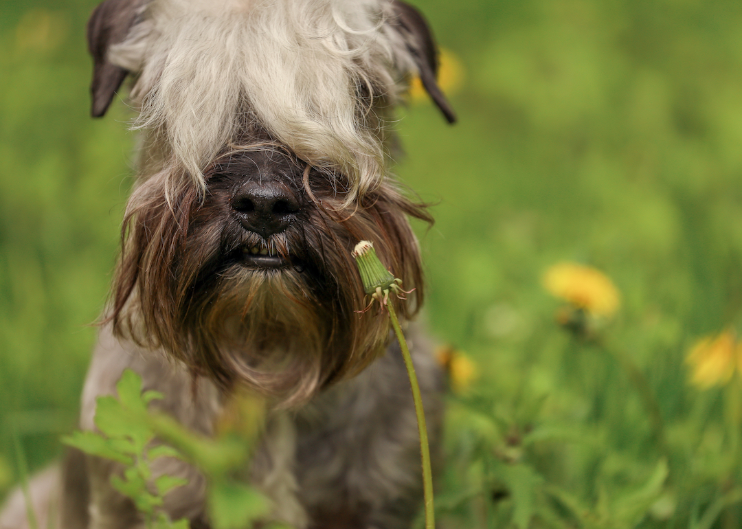 Least Popular Dog Breeds in America Stacker