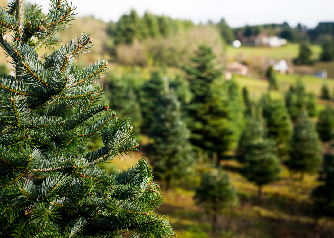 states-that-produce-the-most-christmas-trees-stacker