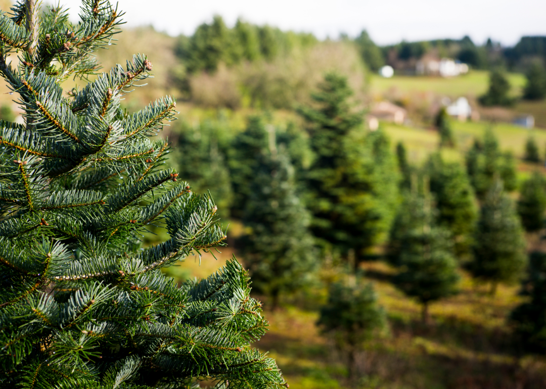 Blue Spruce — Mile High Tree Farm