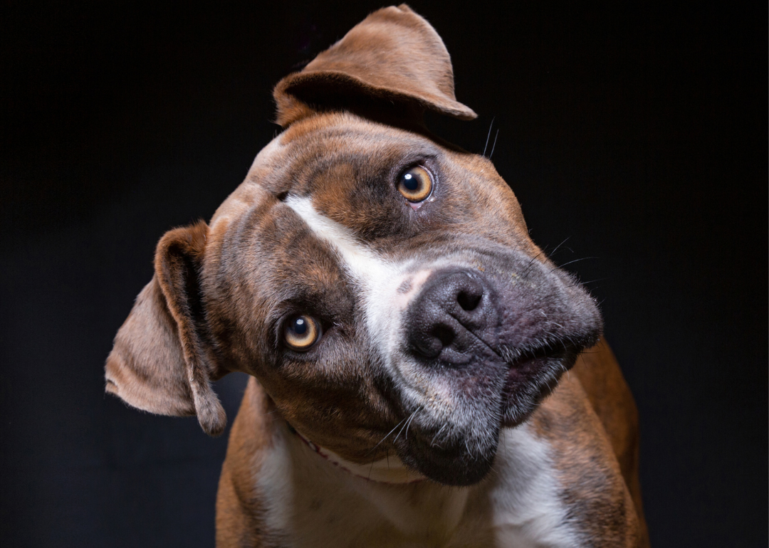 Boxer dog tilting its head on a black background.