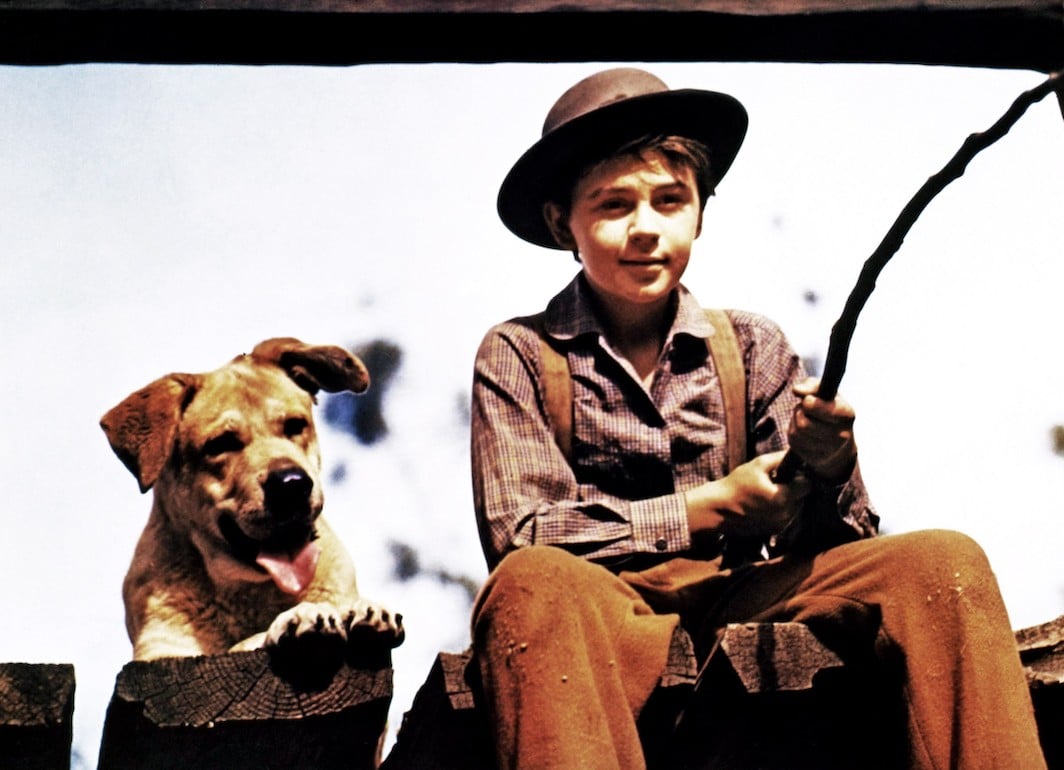 Old Yeller and Tommy Kirk in the 1957 movie 'Old Yeller.'