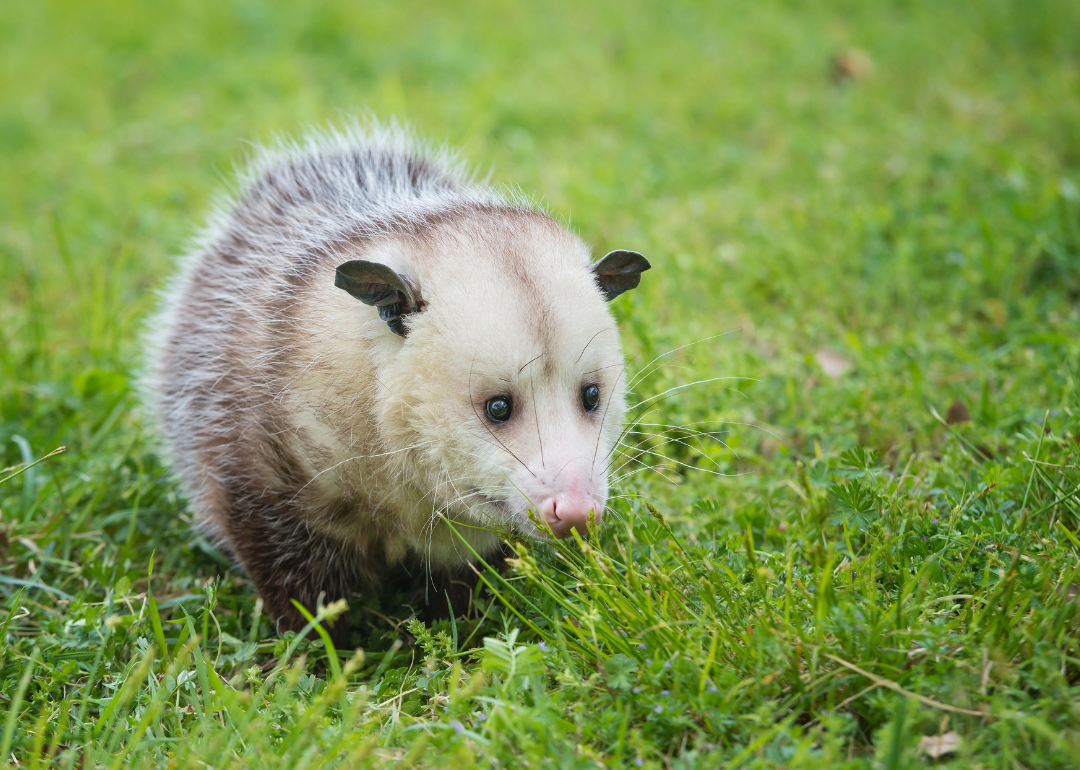 Why Do Giraffes Have Long Necks? Answers to 25 Animal Evolution