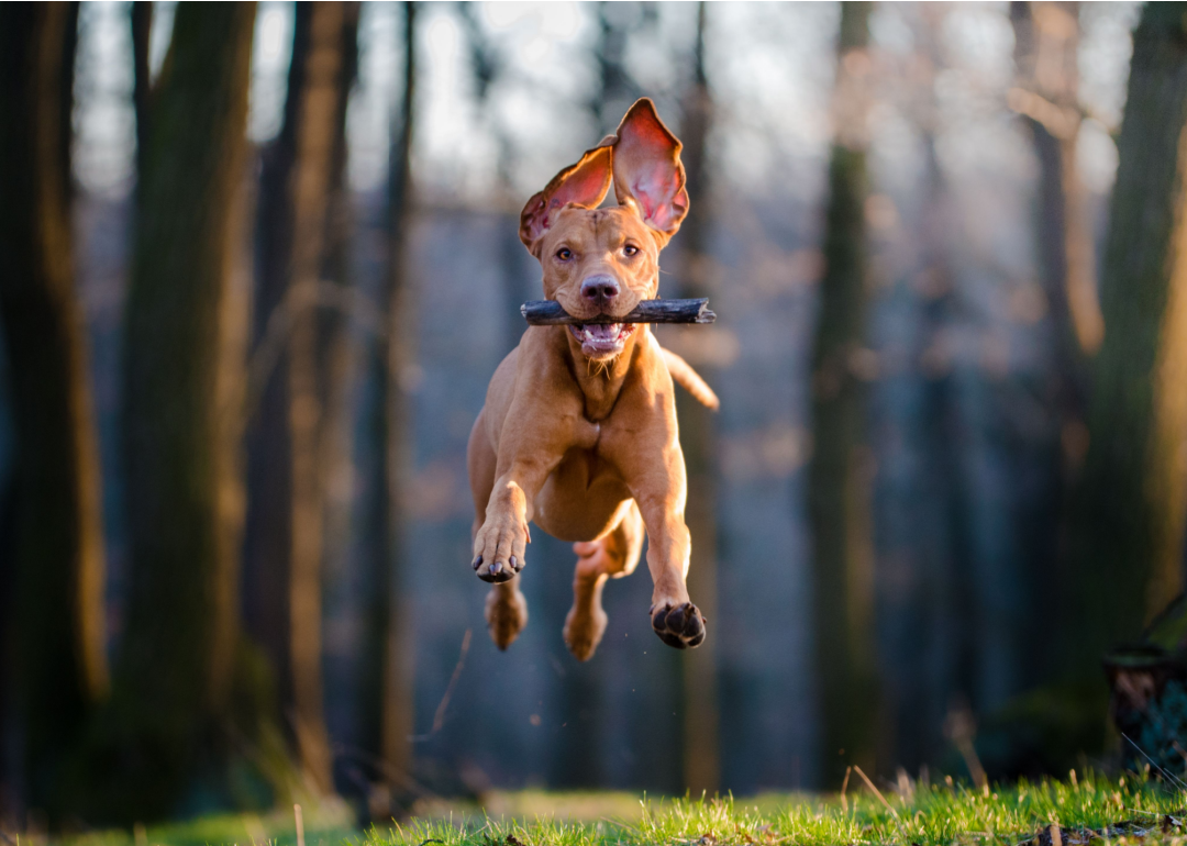 Fast brown dog catches a stick as it runs through the air.