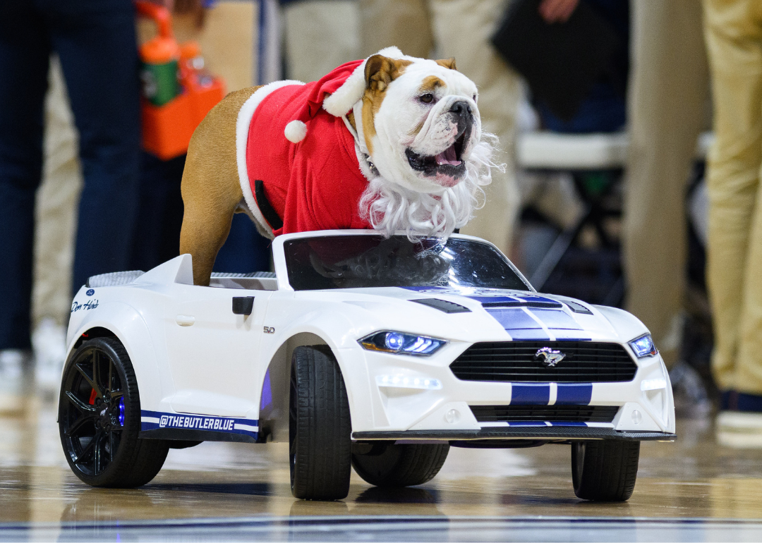 Butler Bulldogs mascot Blue rides in a car dressed as Santa during a basketball game.