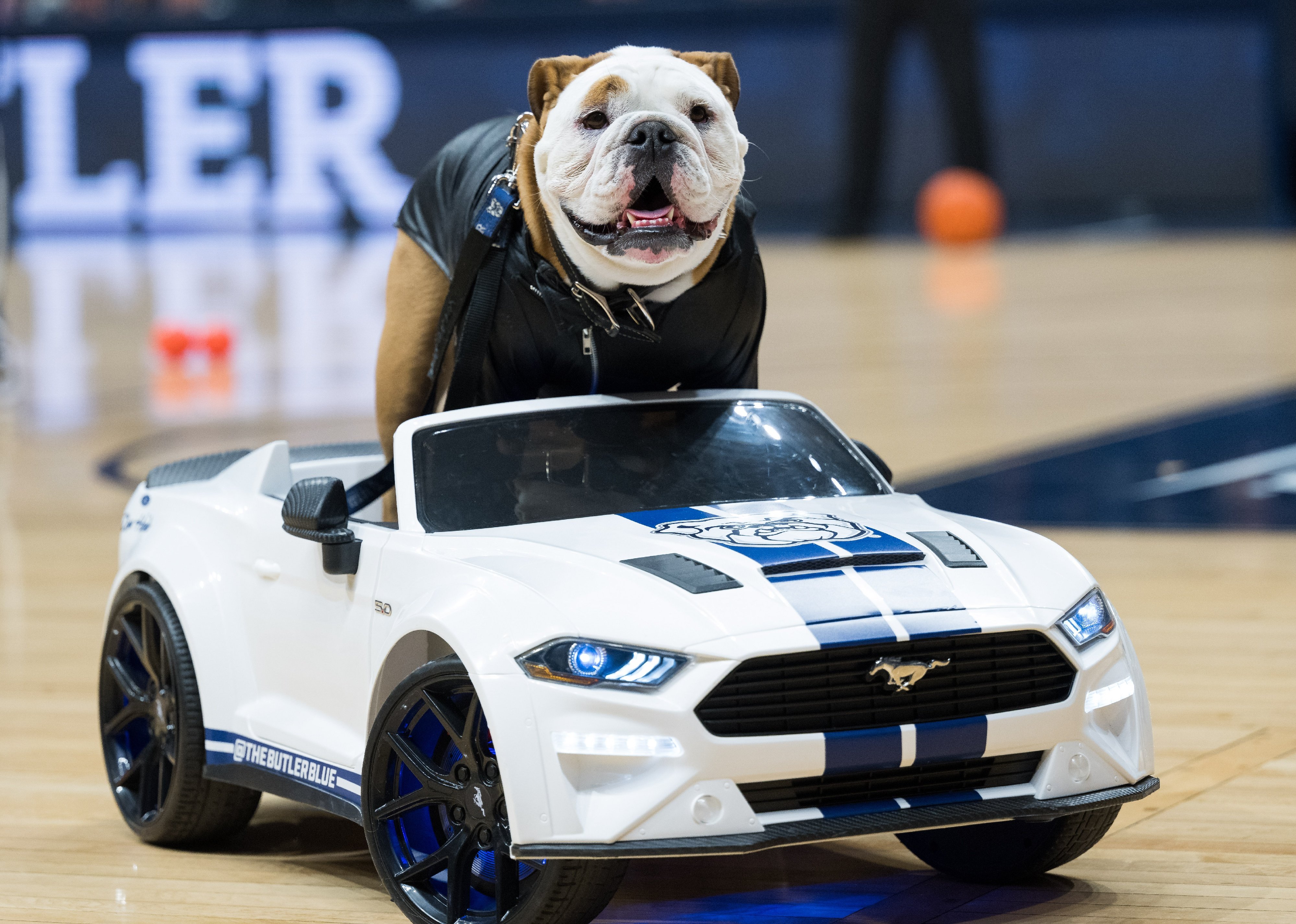 Butler mascot Blue IV rides in a car on the floor during a men's college basketball game.