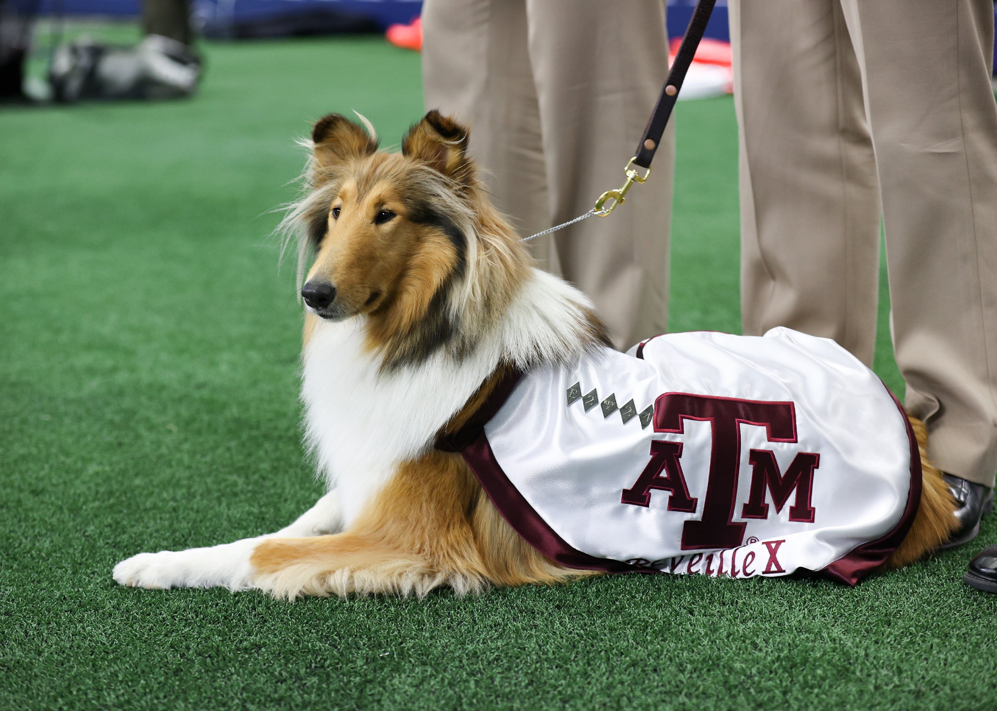 Texas A&M Aggies mascot Reveille looks on from the sideline.